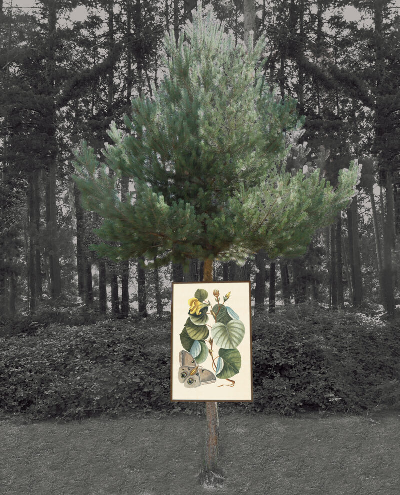 Maho Tree